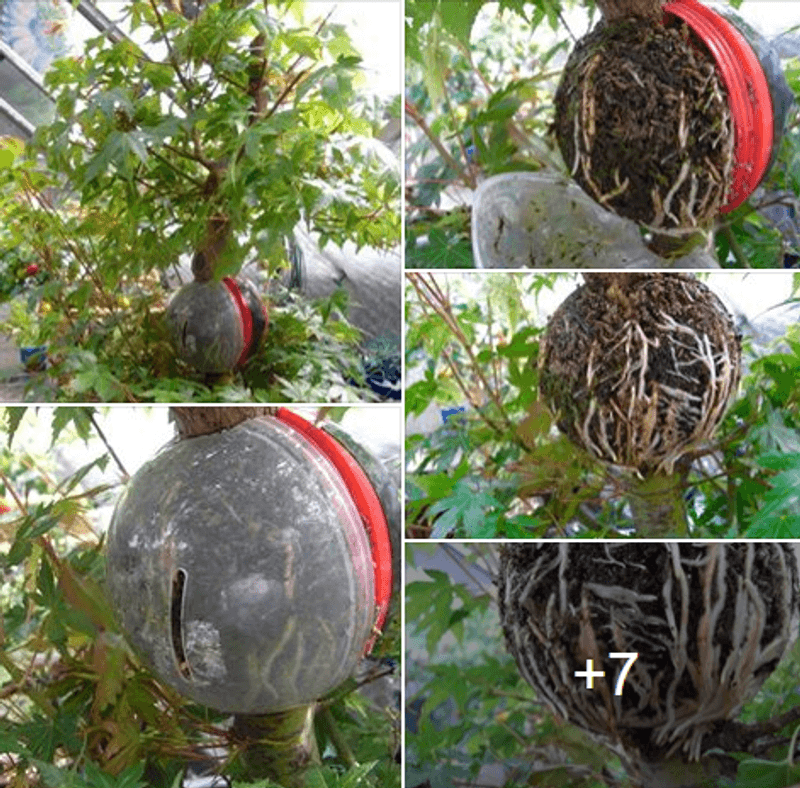 Cutting Globe 5 pk