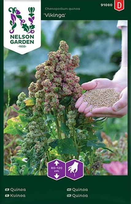 Hovedbilde Quinoa 'Vikinga'