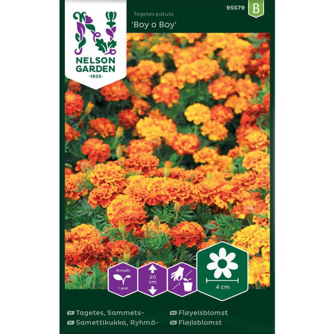 Hovedbilde Fløyelsblomst 'Boy o Boy'