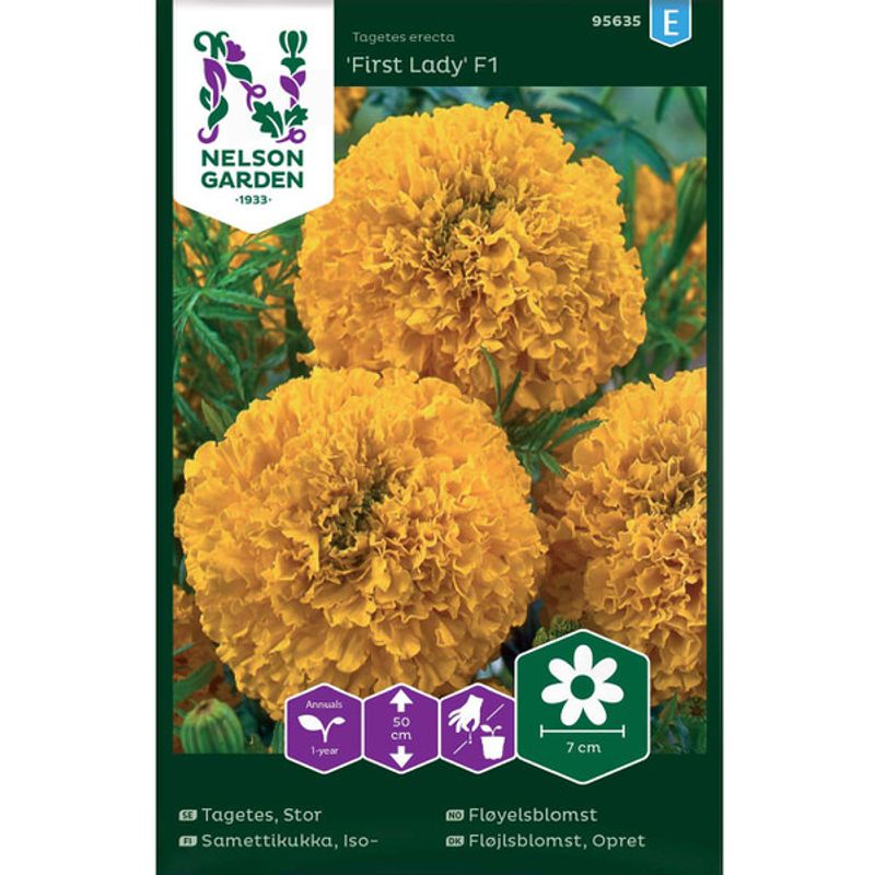 Fløyelsblomst 'First Lady'