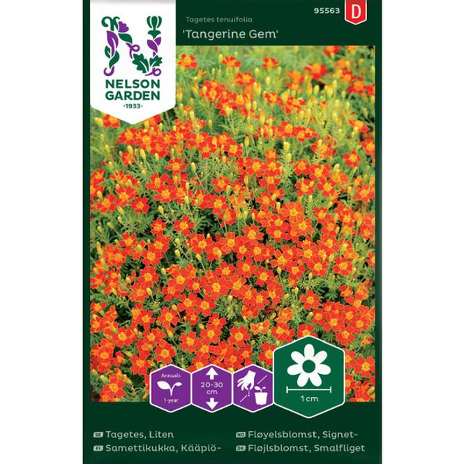 Hovedbilde Fløyelsblomst, 'Signet'