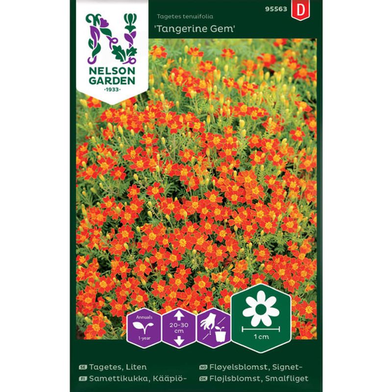 Fløyelsblomst, 'Signet'