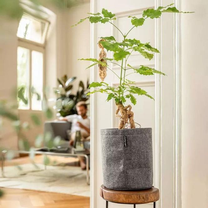 Hovedbilde Trendcover 23, Lechuza Selvvanningspotte