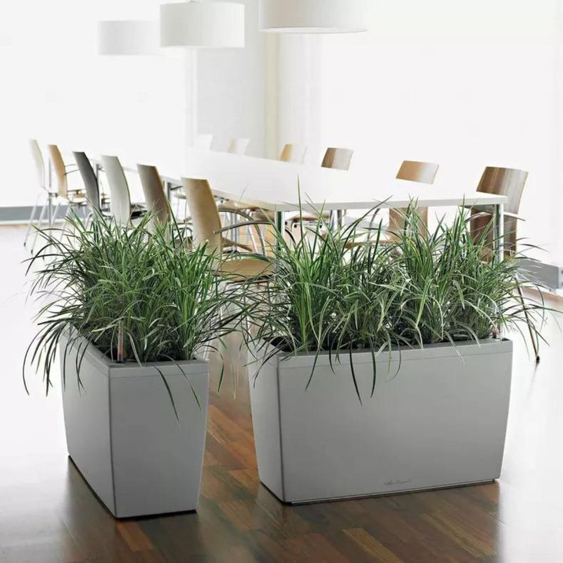 Cararo Premium, Lechuza Blomsterkasse