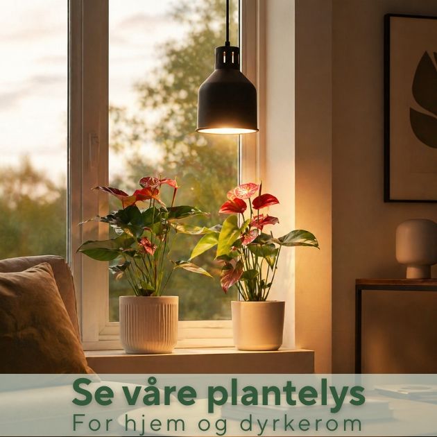 Se våre plantelys