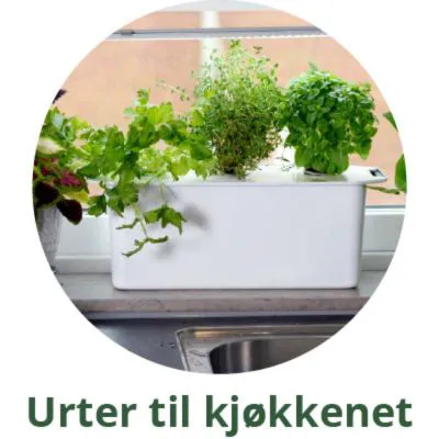 Urter til kjøkkenet