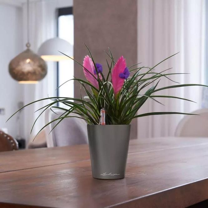 Hovedbilde Mini-Deltini, Lechuza blomsterpotte